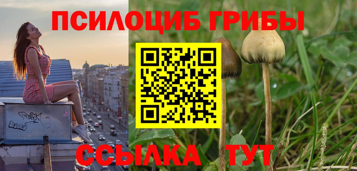 Пенза  даркнет сайт  Вход с VPN  Псилоцибиновые грибы Psilocybe 